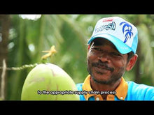 Load and play video in Gallery viewer, UFC Refresh Coconut Water 500ml x 24 Packs (2 Cartons of 12 Packs)